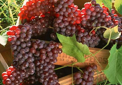 Red-grapes-1484.jpg